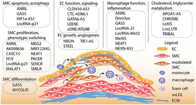 Multi-Omics Approaches to Study Long Non-coding RNA Function in Atherosclerosis